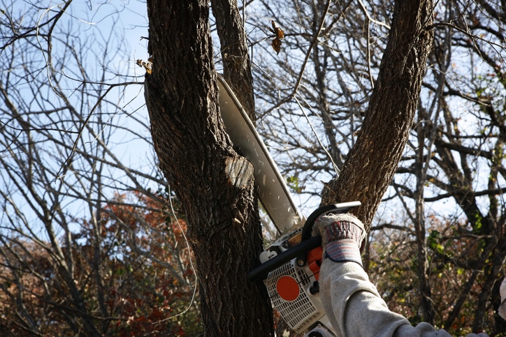 Trimming tree with electric saw