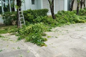cut green branches in front home